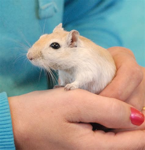 Four Adorable Gerbils Ready To Become Superstars In Loving Homes