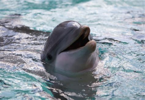 Wildquest Dolphin Yoga Retreat In The Bahamas Yogi Times