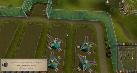 Tithe Farming Guide Osrs