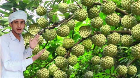 Sitafal ki kheti सतफल क खत Custard apple farming Sitafal ki