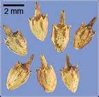 Quia Weed Seeds