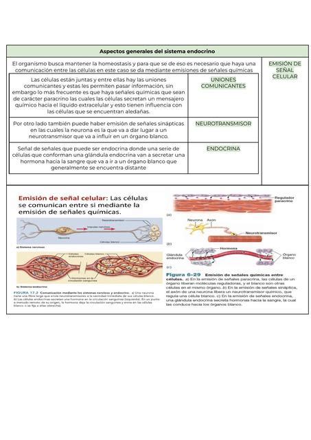 Sistema Endocrino Y Reproductor Aixa Mercado UDocz