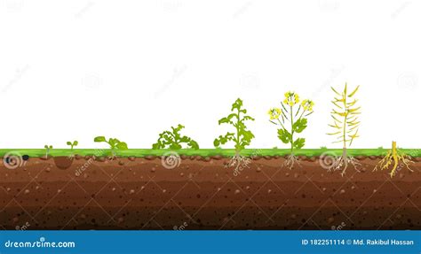 Rapeseed Brassica Napus Oilseed Growth Stages Stock Illustration ...