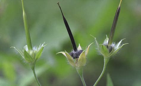 Wild Geranium Seed Pods Geranium Maculatum In My Native Wi Flickr