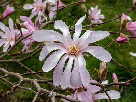 How To Grow Magnolias