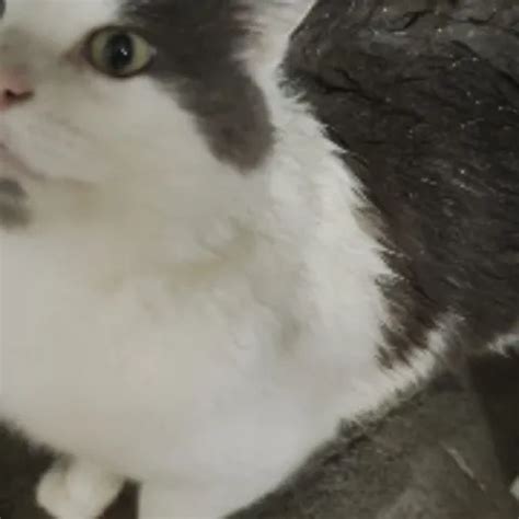 Setesesso S Porn Videos And Reels Nude Photos And Bio On XHamster