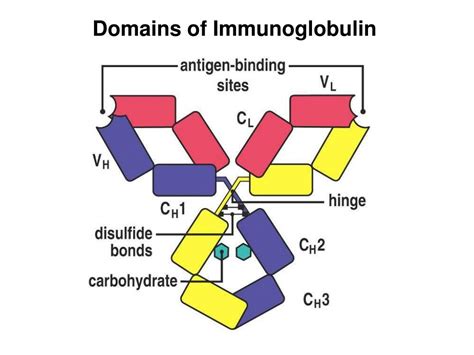 PPT - Immunoglobulin Structure and Function PowerPoint Presentation, free download - ID:3216023