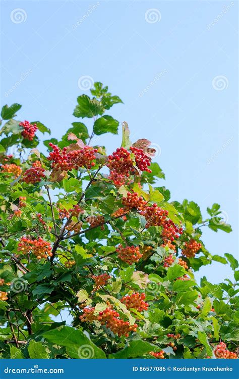 Cierre Para Arriba De Los Manojos De Bayas Rojas De Un Guelder Color De