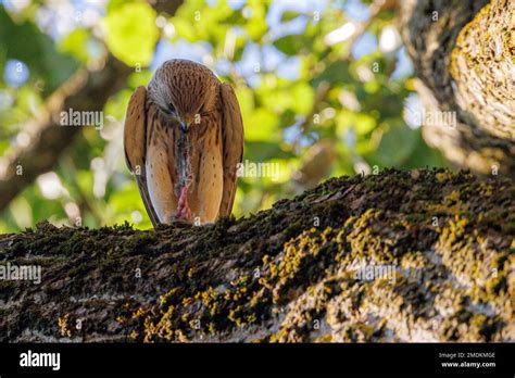 European Kestrel Eurasian Kestrel Old World Kestrel Common Kestrel