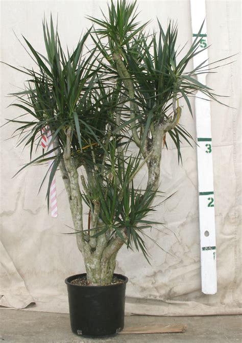 Gallery For Indoor Dragon Tree Care