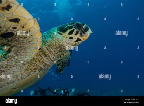 Hawksbill Sea Turtle In The Red Sea Dahab Blue Lagoon Sinai Ae Stock