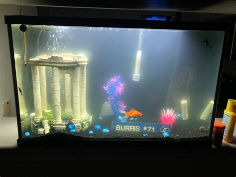 Murky water. My water was getting murky/cloudy and algae was starting