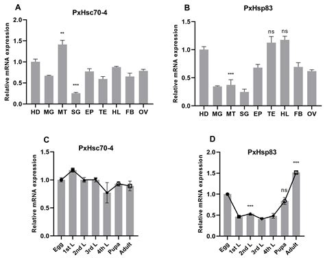 Ijms Free Full Text Hsp70 And Hsp90 Elaborately Regulate Rnai