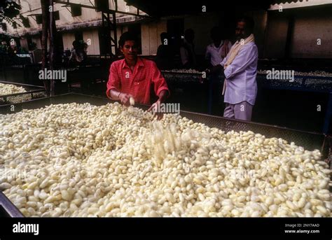 Quality Of Silk Cocoons Being Assessed In The Government Cocoon Market