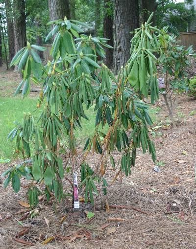 Azalea And Rhododendron Root Rot Wilting Walter Reeves The