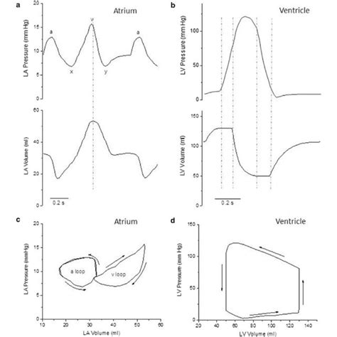 Left Atrial And Left Ventricular Pressure And Volume Changes During The