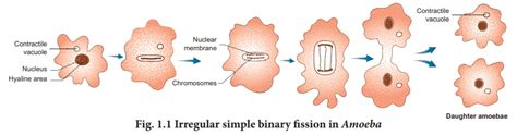 Asexual Reproduction Reproduction In Organisms