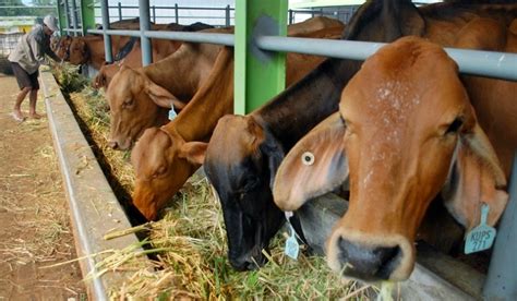 Tips Penggemukan Ternak Sapi Potong Agro Budidaya