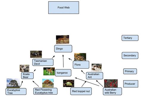 food web - Tasmanian devils