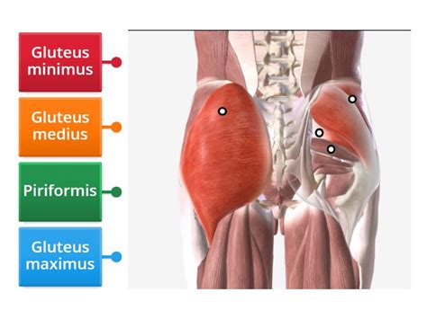 Posterior Hip Muscles Labelled Diagram