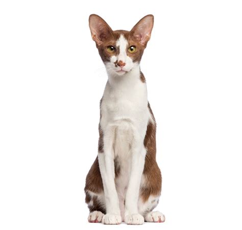 Oriental Shorthair Cat | Cat Breed Info And Characteristics