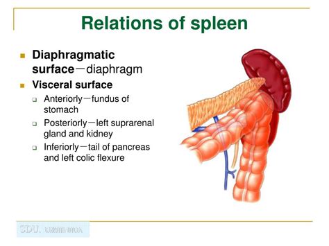 Ppt Regional Anatomy Of Abdomen Powerpoint Presentation Free