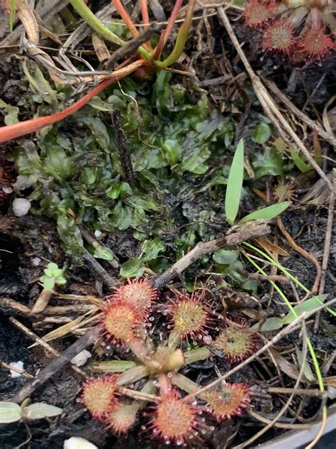 Is this liverwort? Any idea on the genus / species? Not asking about ...