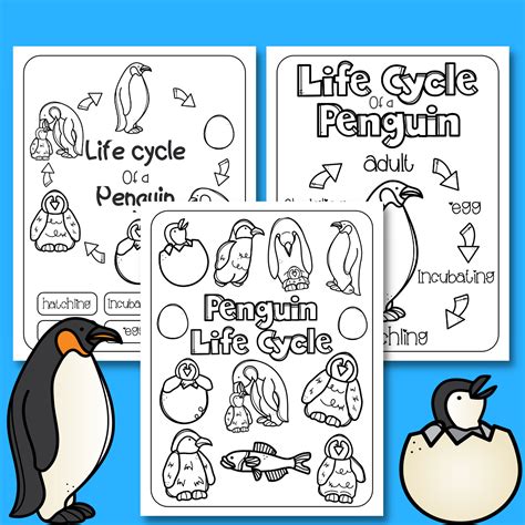 Life Cycle of a Penguin Worksheets | World Penguin Day | Made By Teachers