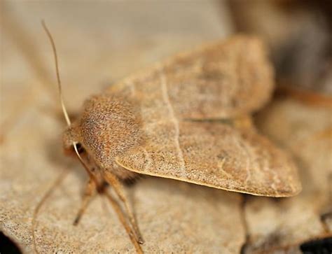 Mystery Moth Early Emergence Eupsilia Morrisoni Bugguidenet