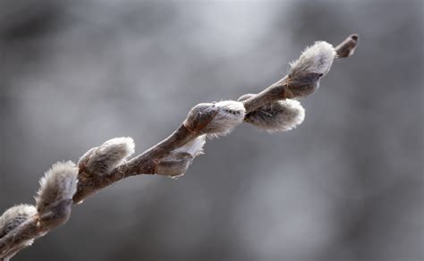 Pussy Willow Catkins Spring Free Photo On Pixabay Pixabay