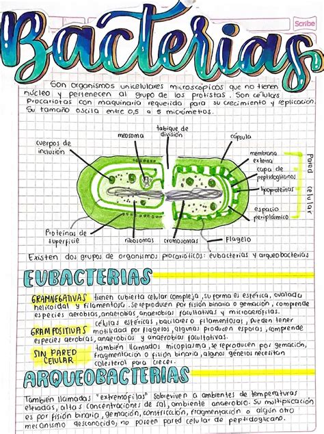 Biology Lessons Biology Notes Science Notes Bullet Journal School