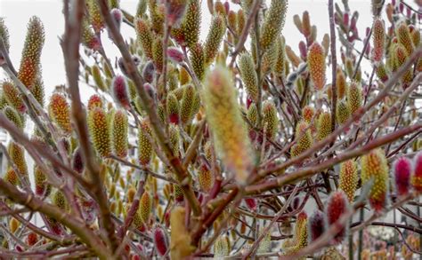 Premium Photo Red Pussy Willow Catkins
