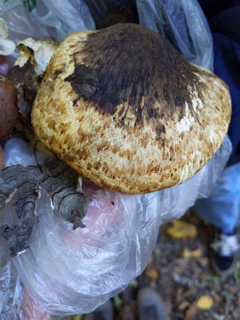 Dryad S Saddle From Northwest Yonkers Yonkers Ny Usa On November