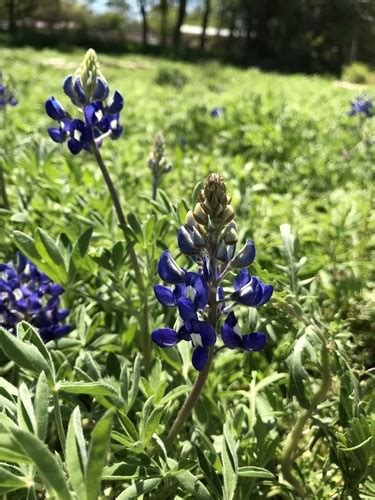 ブルーボネット Lupinus texensis 花言葉毒性よくある質問 PictureThis