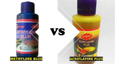 Acriflavine Plus VS Methylene Blue Perbandingan Obat Ikan YouTube