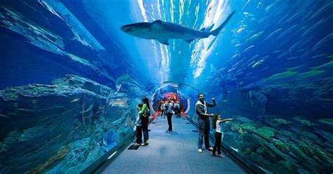 Dubai Aquarium & Underwater Zoo | musement