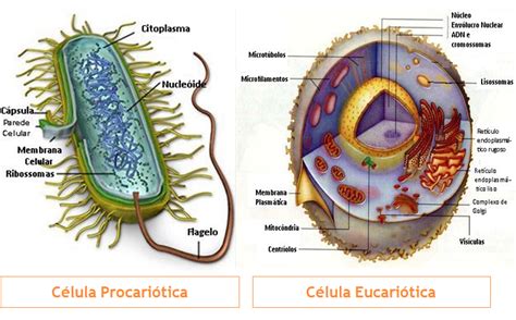 Célula Procariótica E Eucariótica - Manipulação Genética Humana: Célula Procariótica vs Célula Eucariótica