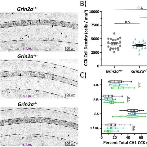 Loss Of Grin2a Does Not Alter Cholecystokinin Cck Cell Density In