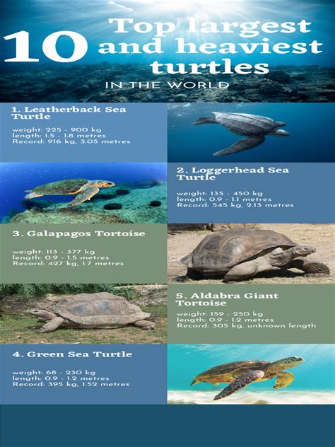 Top 10 Turtle | PDF