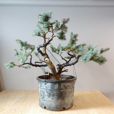 Colorado Blue Spruce freshly wired : r/Bonsai