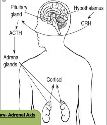 Endo Adrenal Insufficiency Flashcards Quizlet