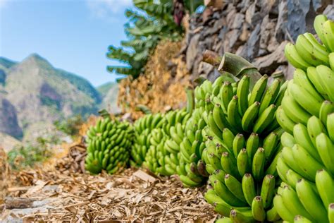 How Are Bananas From The Canary Islands Different From Those Of Other