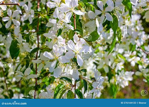 White Crabapple Tree Blossom on Green Leaves Background in the Garden ...