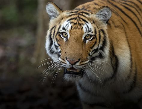 Jim Corbett National Park – Corbett Traveler’s Guide 2024