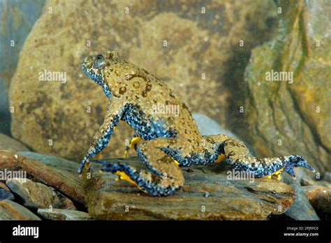 Apennine Yellow-bellied Toad (Bombina pachypus), apennine yellow ...