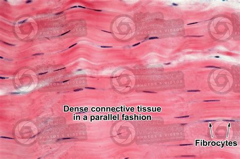 Tendon Tissue Labeled