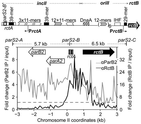 ParB2 Spreads Into The Replication Origin Of V Cholerae Chromosome II