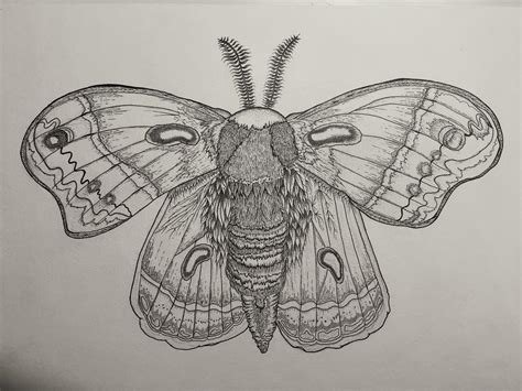 I finished up this Moth drawing a few weeks ago. Was thinking about ...