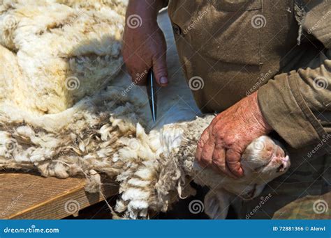 Sheep Shearing Hand Scissors Stock Photo - Image of lamb, agricultural: 72881366