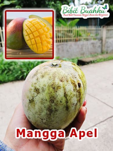 Jual Bibit Mangga Apel Mangga Berbentuk Apel Cepat Berbuah